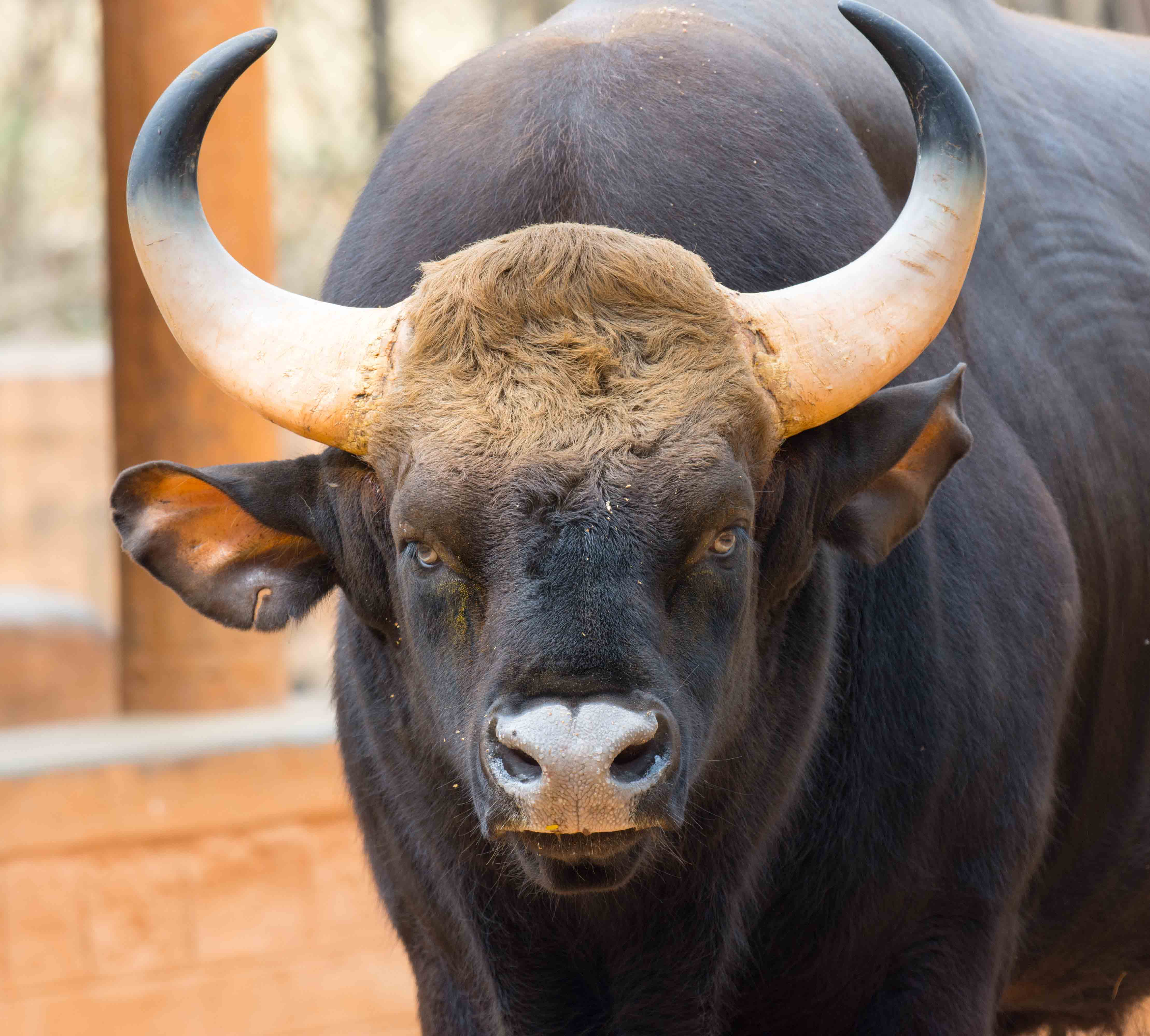 Gaur